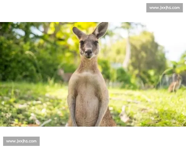 当袋鼠直面职业拳击手力量速度本能的终极对决解析与生存策略思考